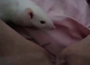 White rat licks my pussy