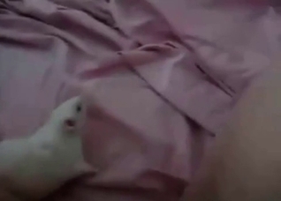 White rat licks my pussy