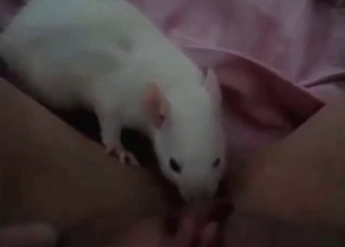 White rat licks my pussy