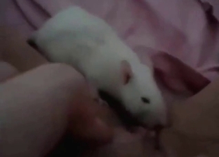 White rat licks my pussy