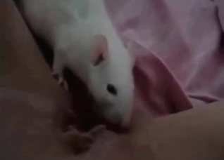 White rat licks my pussy