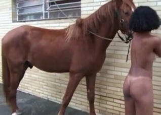 Very playful stallion and girl