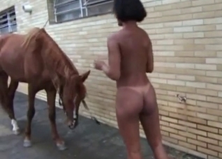 Very playful stallion and girl