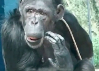 Zoophile trains her sexy monkey
