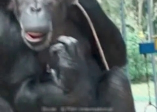 Zoophile trains her sexy monkey