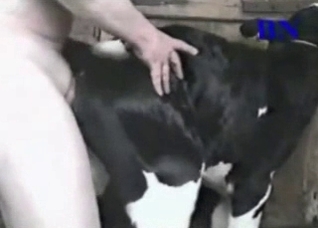 Black animal gets anally fucked