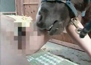 Horse licks a juicy wet pussy
