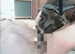 Horse licks a juicy wet pussy