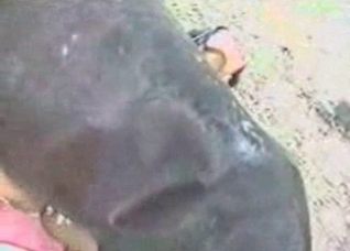 Black snatch filled out by a horse