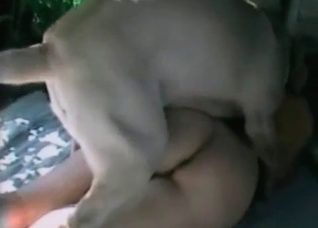 Horny animal impales a wife