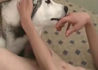 Husky licks my massive wiener