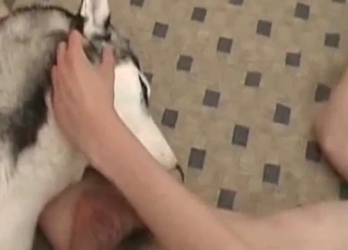 Husky licks my massive wiener