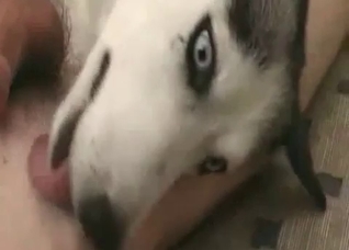 Husky licks my massive wiener