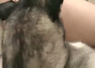 Husky licks my massive wiener