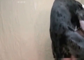 Spotted animal licks her booty