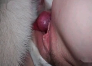 White dog and dirty bride