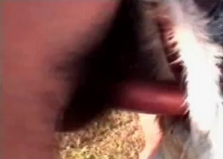 Outdoor zoo porn with a couple