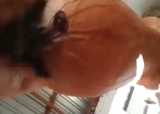 Stallion cock looks impressive