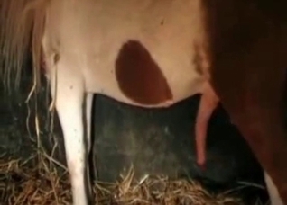 Horse is ready for the banging