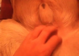 Animal anus is okay for my dick
