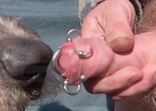 Doggy slowly licking a pierced dick