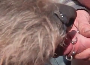 Doggy slowly licking a pierced dick