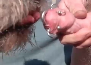 Doggy slowly licking a pierced dick