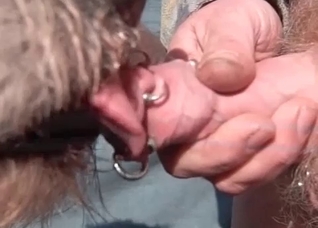 Doggy slowly licking a pierced dick