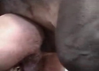 Stallion fucks in the doggy pose