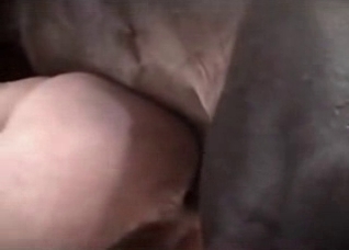 Stallion fucks in the doggy pose