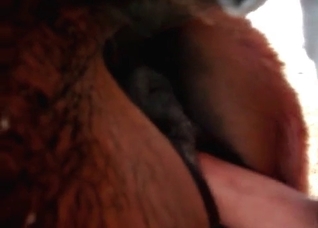Anus of a horse looks so pretty