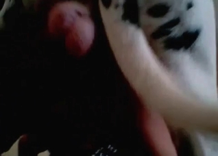 Spotted dog in the bestial action