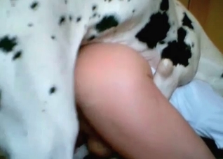 Spotted dog in the bestial action