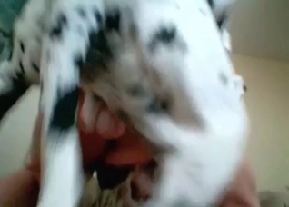Spotted dog in the bestial action