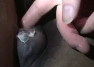 Stallion ass swallows a dick