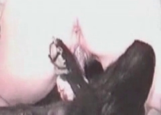 Perverted zoo porn in the barn