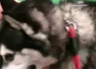 Asian cutie is a dirty zoophile