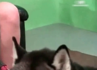 Asian cutie is a dirty zoophile