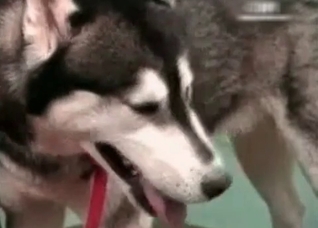 Asian cutie is a dirty zoophile