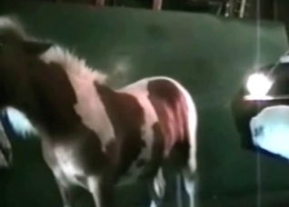 Pony and slut in the barn