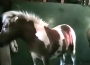 Pony and slut in the barn