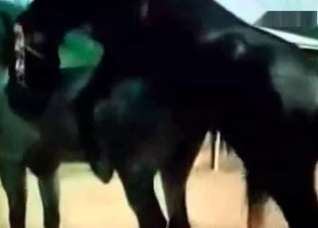 Stunning horse sex compilation