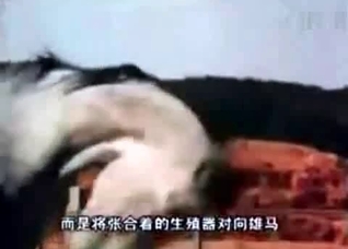 Stunning horse sex compilation