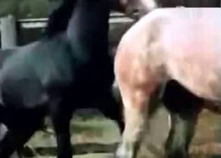 Stunning horse sex compilation