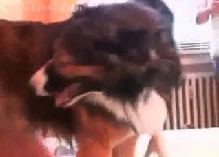 Doggy is enjoying her zoophlic game