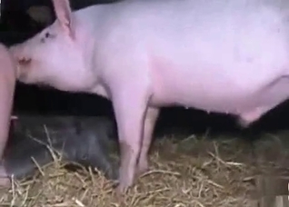 Pig smells and fucks in the barn