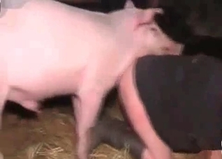 Pig smells and fucks in the barn