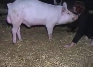 Pig smells and fucks in the barn