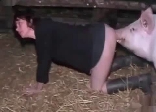 Pig smells and fucks in the barn