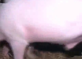Pig smells and fucks in the barn
